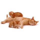 Ginger cat with sleepy kittens