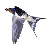 Swallow with drone bee