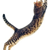 Bengal cat leaping