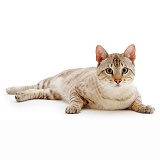 Sepia Snow Bengal male cat