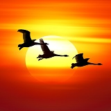 Whooper Swans at sunset