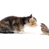 Kitten and House Sparrow