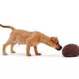 Puppy sniffing a hedgehog