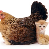 Hen and chickens with kitten