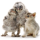 Baby Tawny Owls with kitten