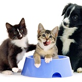 Kittens in a bowl with puppy