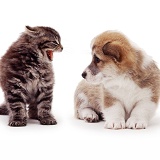 Kitten hissing at a Corgi pup