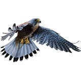 Kestrel male in flight