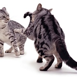 Aggressive silver tabby cats