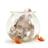 Kitten in a goldfish bowl