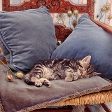 Tabby kitten asleep on blue cushions