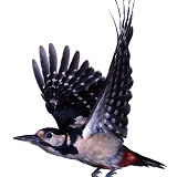 Great-spotted Woodpecker in flight