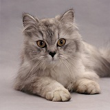 Portrait of Silver longhair cat