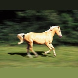 Palamino horse running