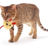 Bengal cat with toy mouse
