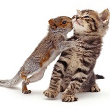 Baby Grey Squirrel kissing a tabby kitten