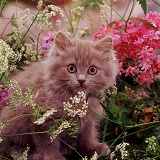 Chocolate kitten among flowers