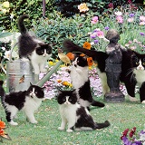 Black-and-white cats in the garden jigsaw