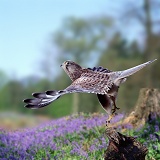 Kestrel female taking off
