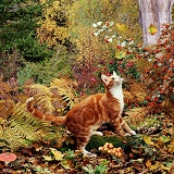 Ginger cat in autumn scene