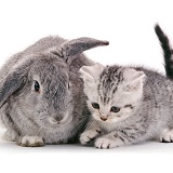 Silver kitten and rabbit