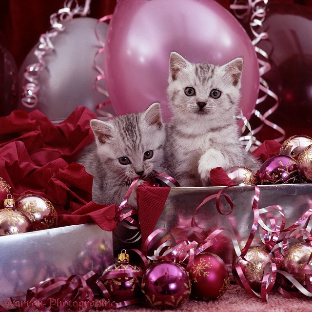 Silver kittens and pink Christmas decorations