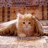 Ginger kitten under fringed cover