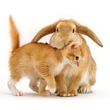 Ginger kitten and lop rabbit