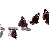 Red Admiral hatch emergence sequence