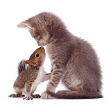 Grey Squirrel and grey kitten