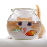 Cat looking through goldfish bowl