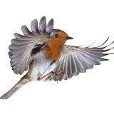 Robin flying