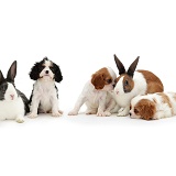 Cavalier pups and rabbits