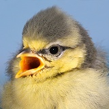Blue Tit fledgling