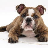 Bulldog pup