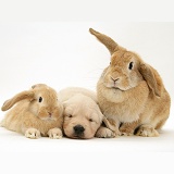 Rabbits and Golden Retriever puppy