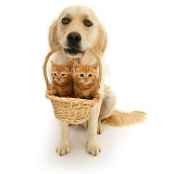 Golden Retriever with kittens in a basket