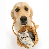 Golden Retriever with kitten in a basket