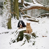 Cat and dog in the snow