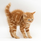 Red tabby British Shorthair kitten in defensive posture