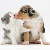 Border Collie pup and kitten kissing
