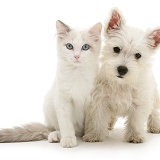 Blue-eyed Ragdoll cat with Westie pup