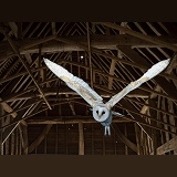 Barn Owl flying in a barn