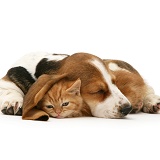 Ginger kitten under the ear of a sleeping Basset pup