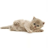 Lilac-tortoiseshell Persian-cross kitten