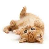 Ginger kitten rolling on its back