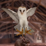 Barn Owl pouncing mouse