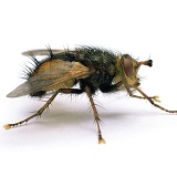 Parasitic Fly