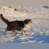 Norwegian Forest Cat walking on snow