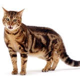 Brown Bengal cat in aggressive stance